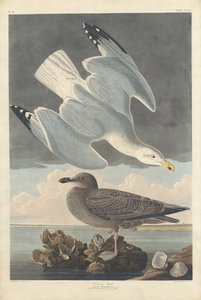 Racek stříbřitý od Robert Havell after John James Audubon