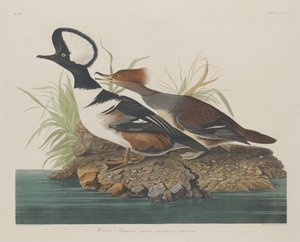Merganer s kapucí od Robert Havell after John James Audubon