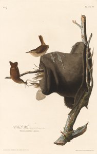 Střízlík domácí od Robert Havell after John James Audubon