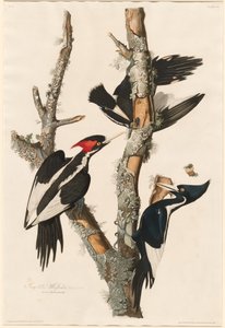 Datel slonovinový od Robert Havell after John James Audubon