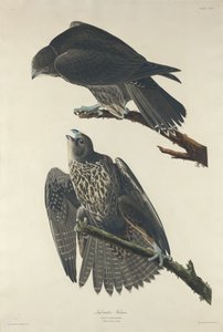 Sokol labradorský od Robert Havell after John James Audubon