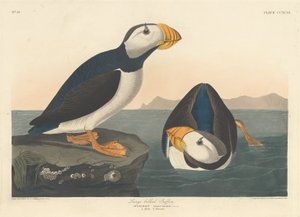 Puffin velkozobý