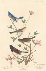 Lazuli Finch, Clay-colored Finch a Oregon Snow Finch od Robert Havell after John James Audubon