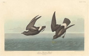 Nejméně bouřlivý bouřlivák od Robert Havell after John James Audubon