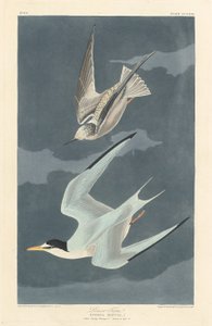 Rybák malý od Robert Havell after John James Audubon