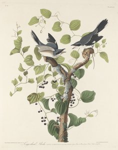 ťuhýk obecný od Robert Havell after John James Audubon