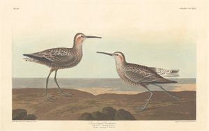 Sandpiper dlouhonohý od Robert Havell after John James Audubon