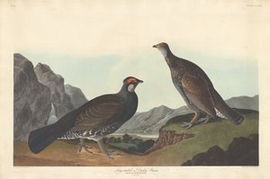 Dlouhoocasý nebo Dusky Grous od Robert Havell after John James Audubon