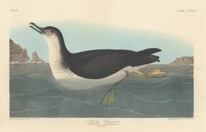 Manks Shearwater od Robert Havell after John James Audubon