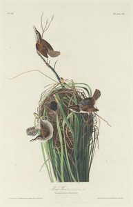Marsh Wren od Robert Havell after John James Audubon