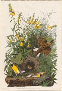 Skřivan luční od Robert Havell after John James Audubon