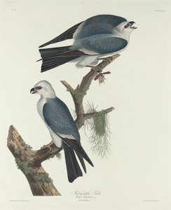 Mississippi Kite od Robert Havell after John James Audubon