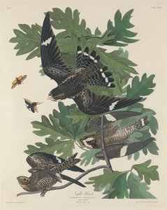 Noční jestřáb od Robert Havell after John James Audubon
