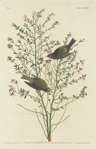 Pěnice oranžová od Robert Havell after John James Audubon