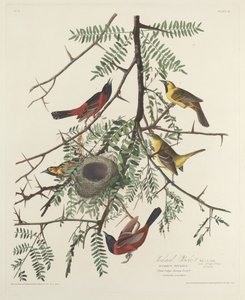 Orchard Oriole od Robert Havell after John James Audubon