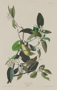 Pěnice palmová od Robert Havell after John James Audubon
