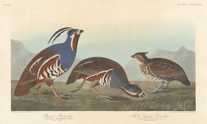 Koroptev opeřená a Koroptev tlustonohá od Robert Havell after John James Audubon
