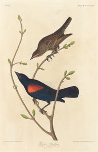 Špaček prérijní od Robert Havell after John James Audubon