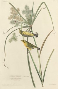 Pěnice prérijní od Robert Havell after John James Audubon