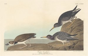 Sandpiper fialový od Robert Havell after John James Audubon