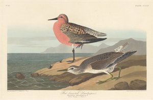 Jespák červenoprsý od Robert Havell after John James Audubon