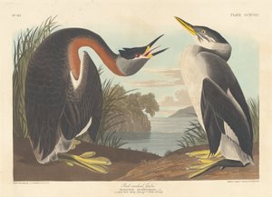 Potápka rudokrká od Robert Havell after John James Audubon