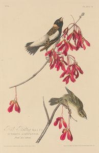 Strnad rýžový od Robert Havell after John James Audubon