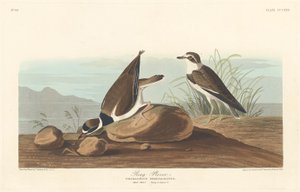 Kulík obecný od Robert Havell after John James Audubon