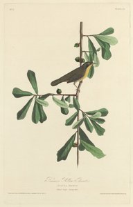 Roscoeovo žluté hrdlo od Robert Havell after John James Audubon
