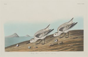 Ruddy Plover od Robert Havell after John James Audubon