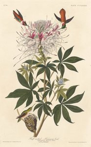 Kolibřík s nařaseným krkem od Robert Havell after John James Audubon