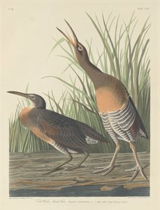 Slepice slané vody od Robert Havell after John James Audubon