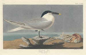Rybák sendvičový od Robert Havell after John James Audubon