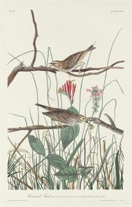Savannah Finch   1241170   cs       czech Successfully Translated  Original: Tekening Translat: Tekening 1373321 cs czech Successfully Translated Original: Rembrandt, Self-Portrait Translat: Rembrandt, Self-Portrait 1254655 cs czech Successfully Translated od Robert Havell after John James Audubon
