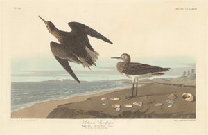 Sandpiper Schinzův od Robert Havell after John James Audubon