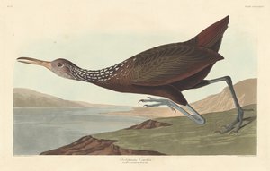 Scolopaceus Courlan od Robert Havell after John James Audubon
