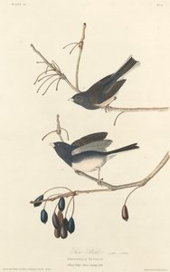 Ptáček od Robert Havell after John James Audubon
