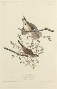 Píseň Sparrow od Robert Havell after John James Audubon