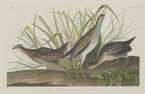 Sora nebo Rail od Robert Havell after John James Audubon