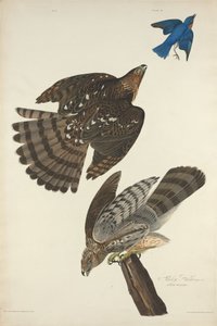 Stanley Hawk od Robert Havell after John James Audubon