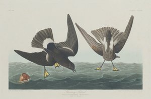 Bouřlivák od Robert Havell after John James Audubon