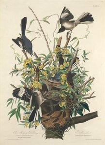 Posměvavý pták od Robert Havell after John James Audubon