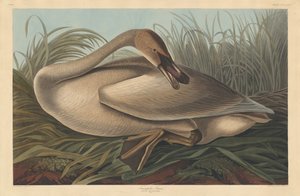 Trumpetista Labuť od Robert Havell after John James Audubon
