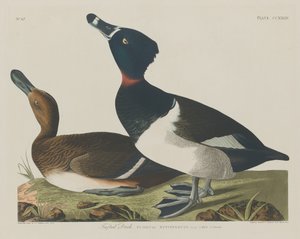 Všívaná kachna od Robert Havell after John James Audubon