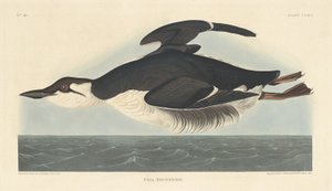Uriah Brunnichii od Robert Havell after John James Audubon