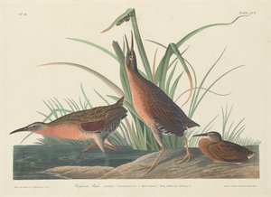 Virginia Rail od Robert Havell after John James Audubon