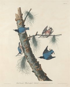 Brhlík běloprsý černotemenný od Robert Havell after John James Audubon