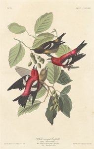 Kříženec bělokřídlý od Robert Havell after John James Audubon