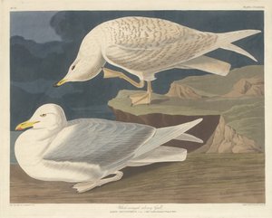 Racek bělokřídlý od Robert Havell after John James Audubon