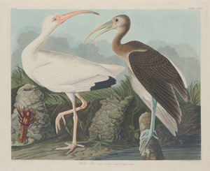 Ibis bílý od Robert Havell after John James Audubon